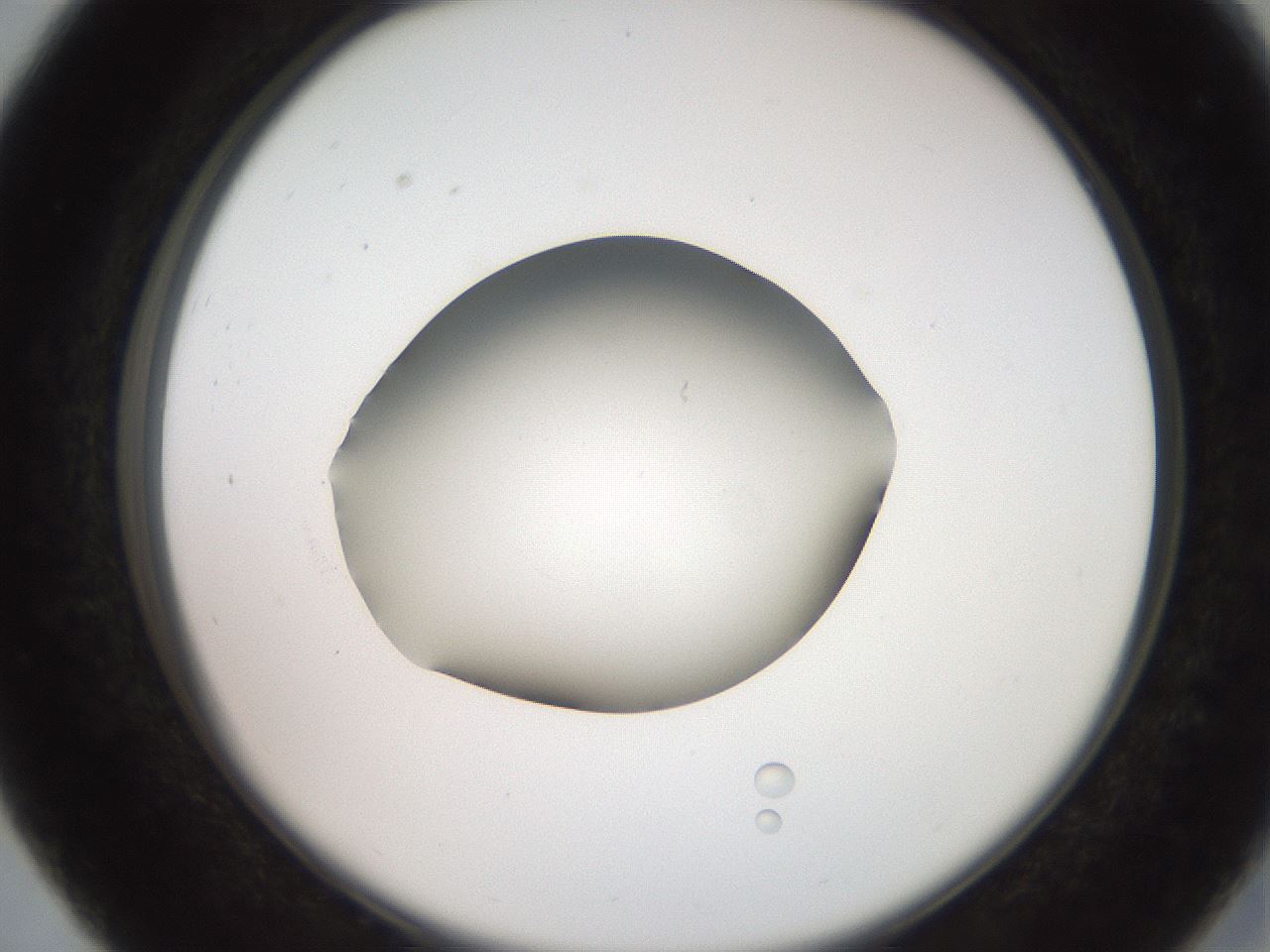 folderID259_plateID2259_batchID10335_wellNum27_profileID1_d2_r157239_ef.jpg