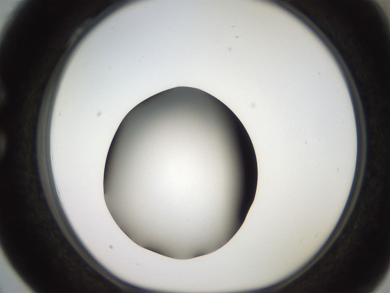 folderID259_plateID2259_batchID10335_wellNum28_profileID1_d1_r157240_ef.jpg