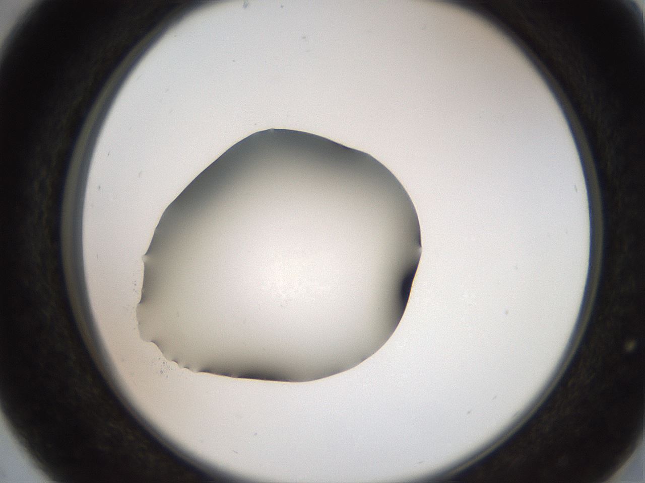 folderID259_plateID2259_batchID10335_wellNum29_profileID1_d2_r157243_ef.jpg