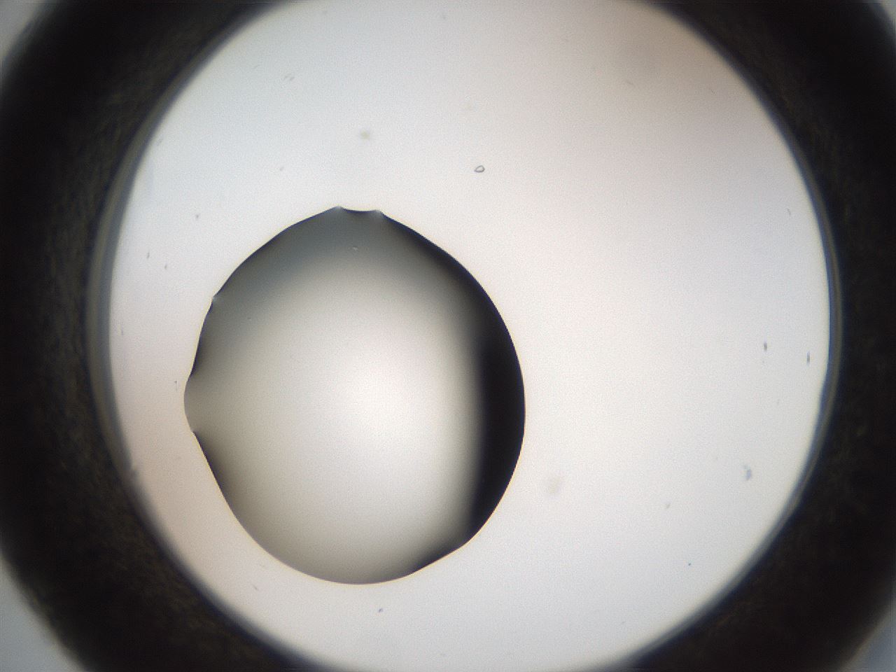 folderID259_plateID2259_batchID10335_wellNum30_profileID1_d2_r157245_ef.jpg