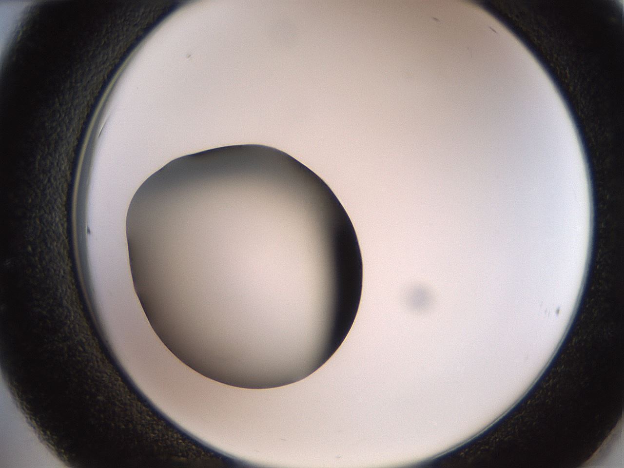 folderID259_plateID2259_batchID10335_wellNum36_profileID1_d2_r157257_ef.jpg