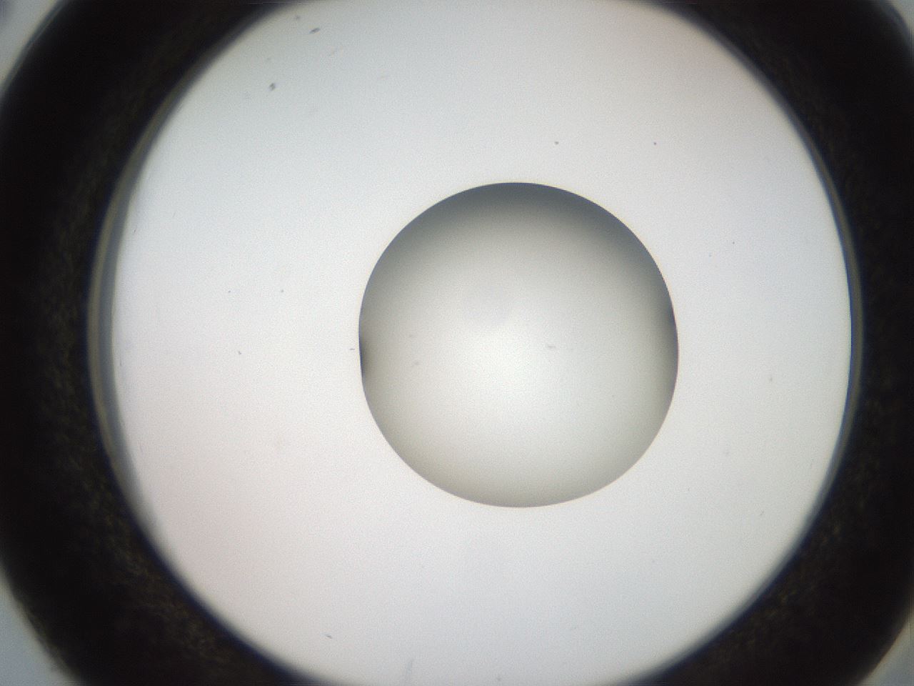 folderID259_plateID2259_batchID10335_wellNum38_profileID1_d2_r157261_ef.jpg