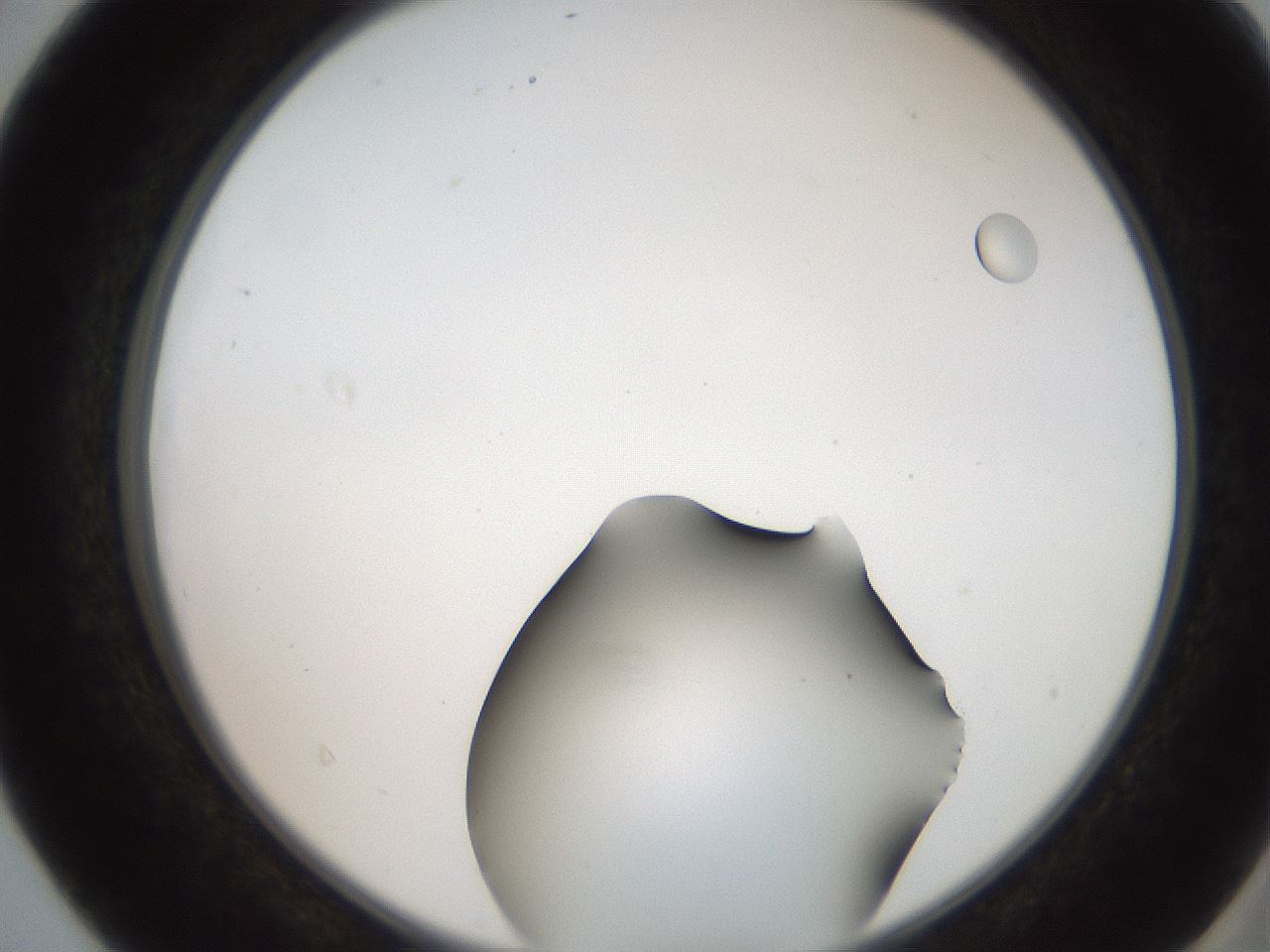 folderID259_plateID2259_batchID10335_wellNum40_profileID1_d2_r157265_ef.jpg