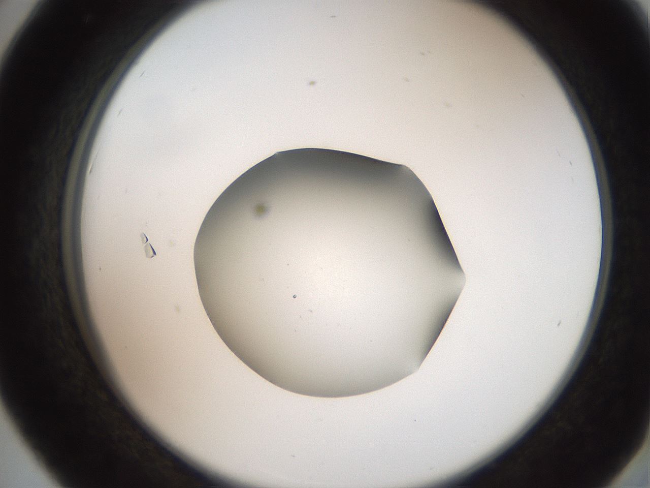 folderID259_plateID2259_batchID10335_wellNum42_profileID1_d2_r157269_ef.jpg