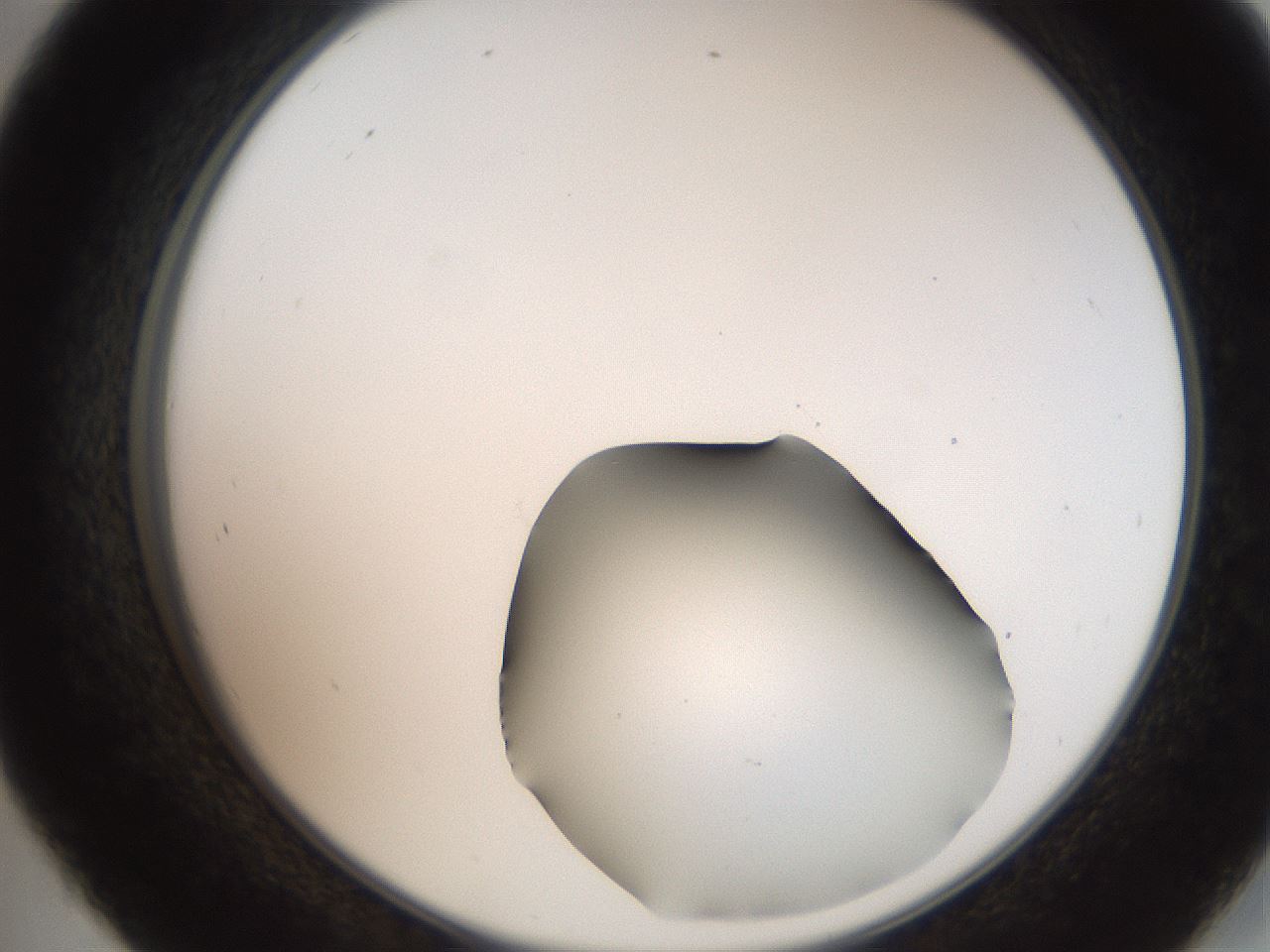 folderID259_plateID2259_batchID10335_wellNum45_profileID1_d2_r157275_ef.jpg