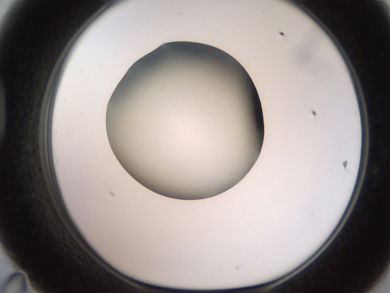 folderID259_plateID2259_batchID10335_wellNum47_profileID1_d1_r157278_ef.jpg