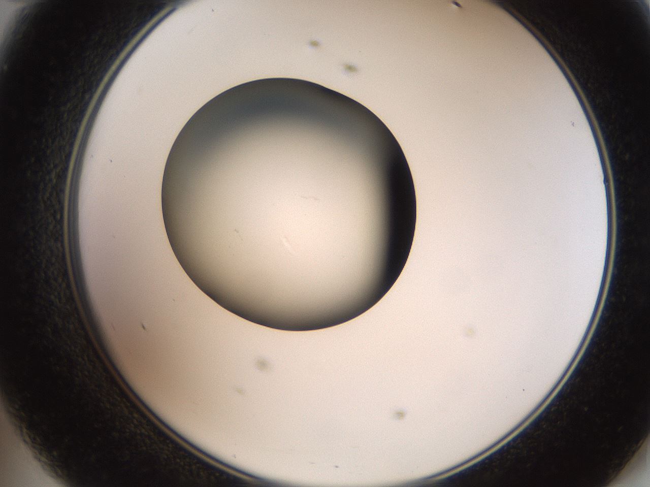 folderID259_plateID2259_batchID10335_wellNum47_profileID1_d2_r157279_ef.jpg