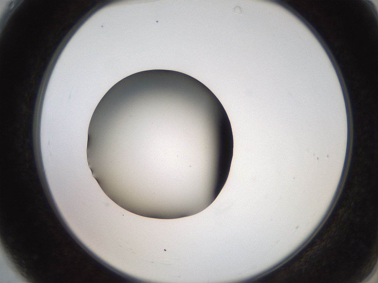 folderID259_plateID2259_batchID10335_wellNum4_profileID1_d2_r157193_ef.jpg