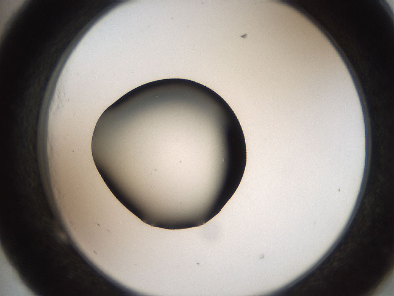 folderID259_plateID2259_batchID10335_wellNum53_profileID1_d2_r157291_ef.jpg