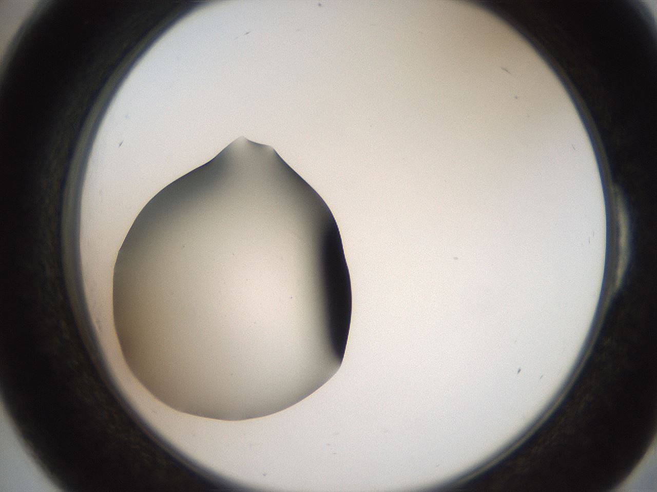 folderID259_plateID2259_batchID10335_wellNum54_profileID1_d2_r157293_ef.jpg