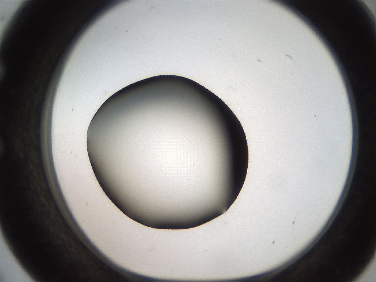 folderID259_plateID2259_batchID10335_wellNum55_profileID1_d1_r157294_ef.jpg