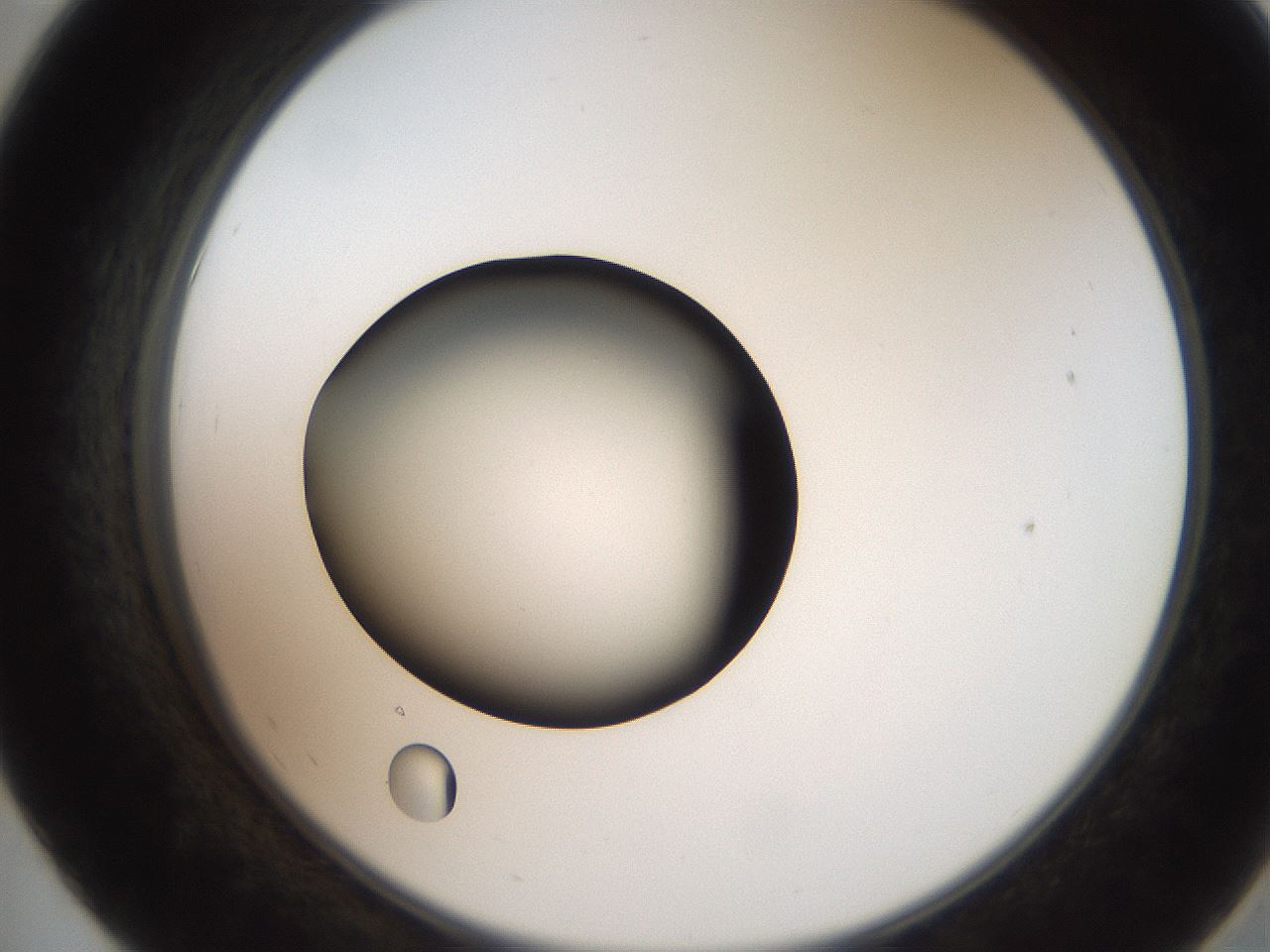 folderID259_plateID2259_batchID10335_wellNum55_profileID1_d2_r157295_ef.jpg