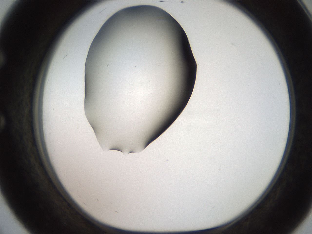 folderID259_plateID2259_batchID10335_wellNum56_profileID1_d1_r157296_ef.jpg