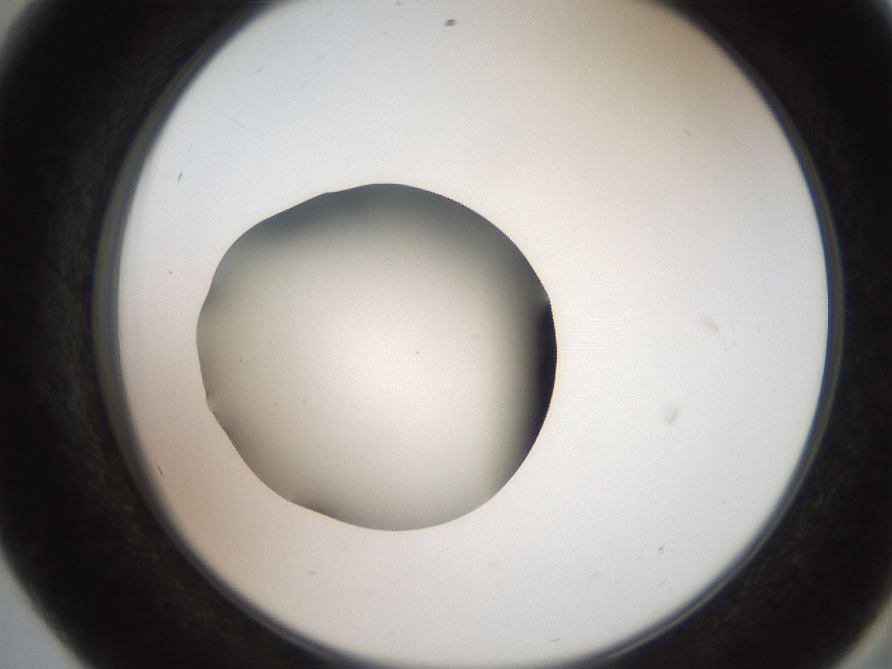 folderID259_plateID2259_batchID10335_wellNum56_profileID1_d2_r157297_ef.jpg