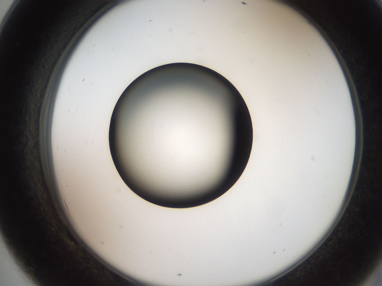 folderID259_plateID2259_batchID10335_wellNum69_profileID1_d2_r157323_ef.jpg