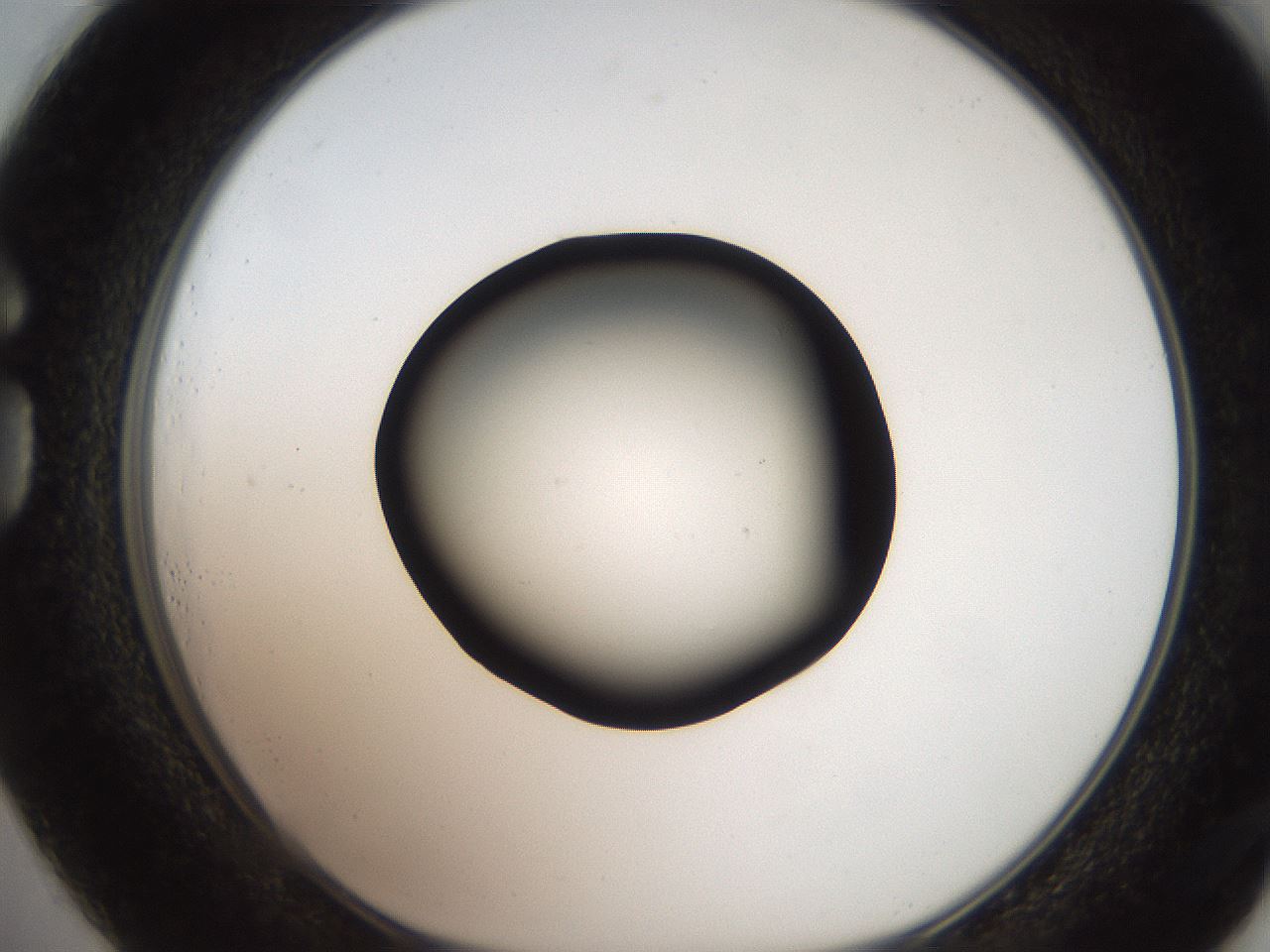 folderID259_plateID2259_batchID10335_wellNum73_profileID1_d1_r157330_ef.jpg