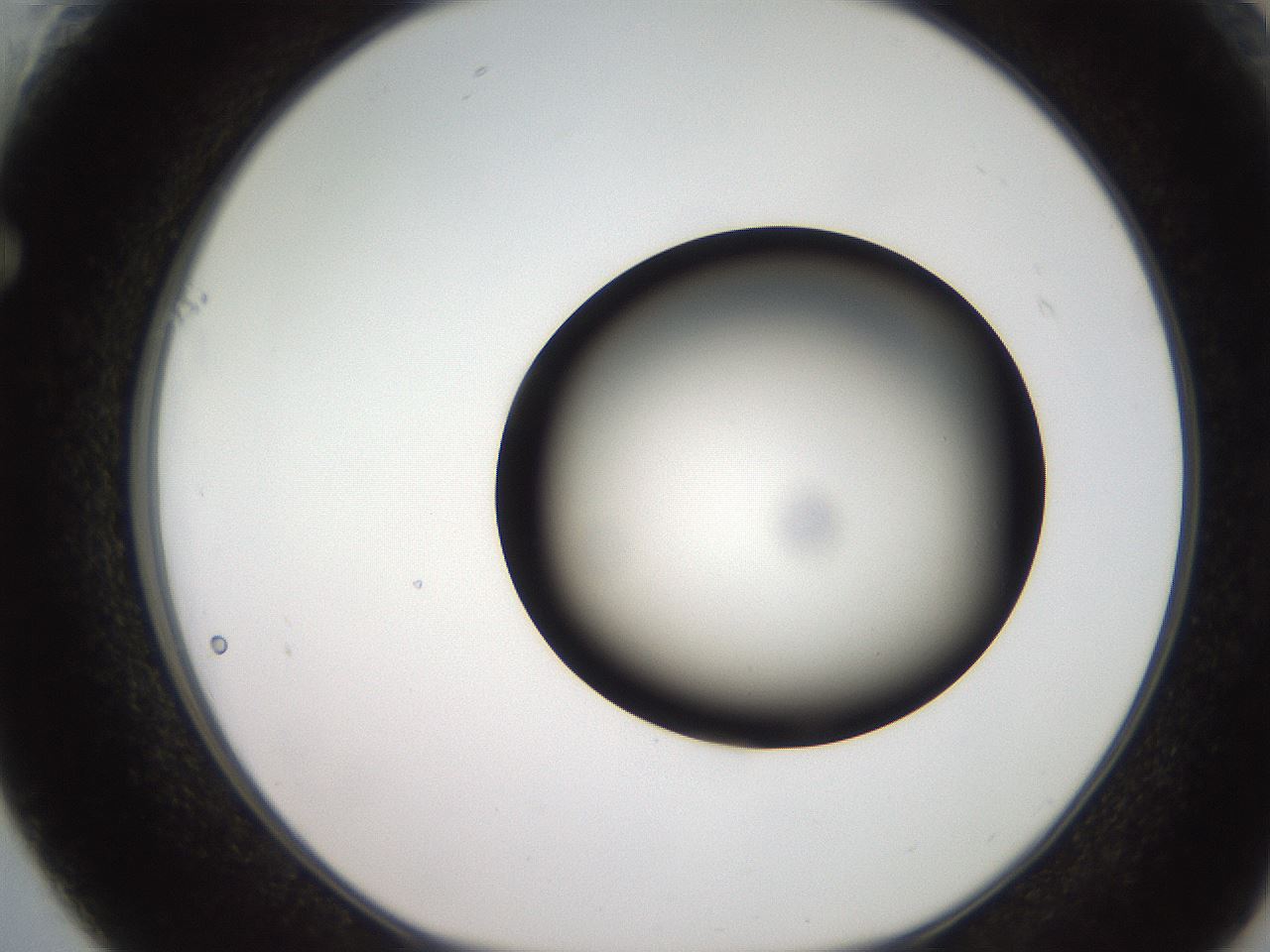 folderID259_plateID2259_batchID10335_wellNum61_profileID1_d1_r157306_ef.jpg