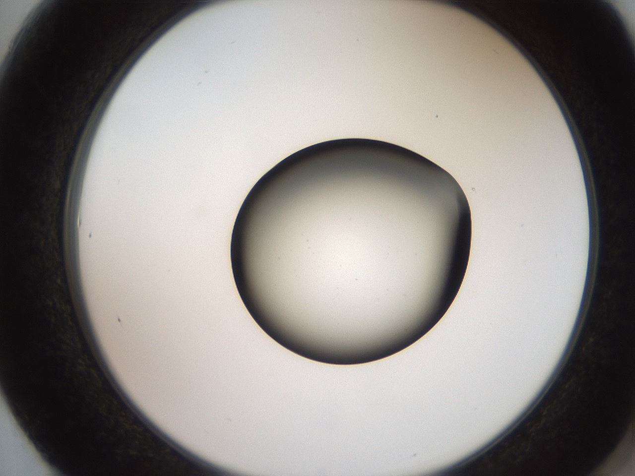 folderID259_plateID2259_batchID10335_wellNum61_profileID1_d2_r157307_ef.jpg