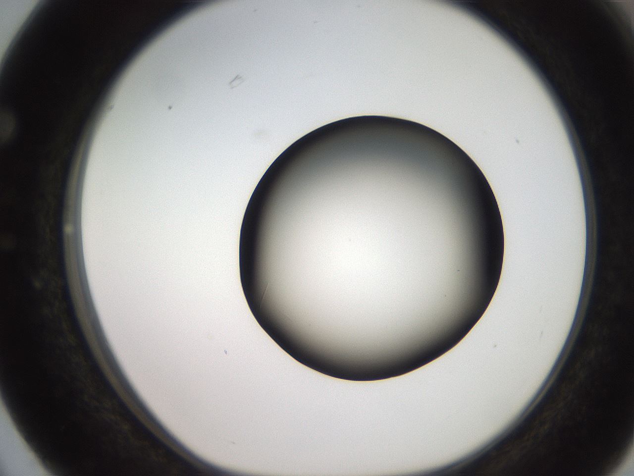 folderID259_plateID2259_batchID10335_wellNum63_profileID1_d1_r157310_ef.jpg
