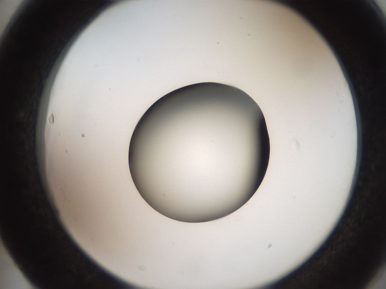 folderID259_plateID2259_batchID10335_wellNum63_profileID1_d2_r157311_ef.jpg