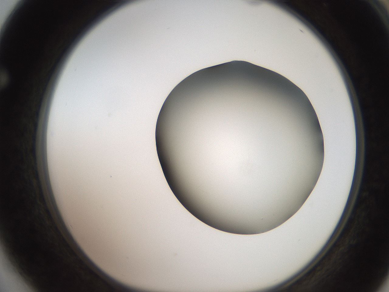 folderID259_plateID2259_batchID10335_wellNum64_profileID1_d1_r157312_ef.jpg