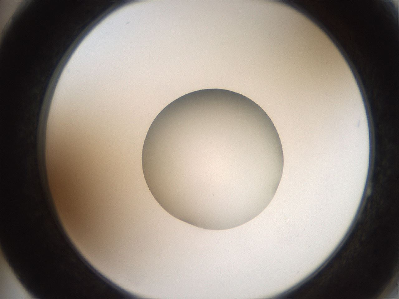 folderID259_plateID2259_batchID10335_wellNum64_profileID1_d2_r157313_ef.jpg
