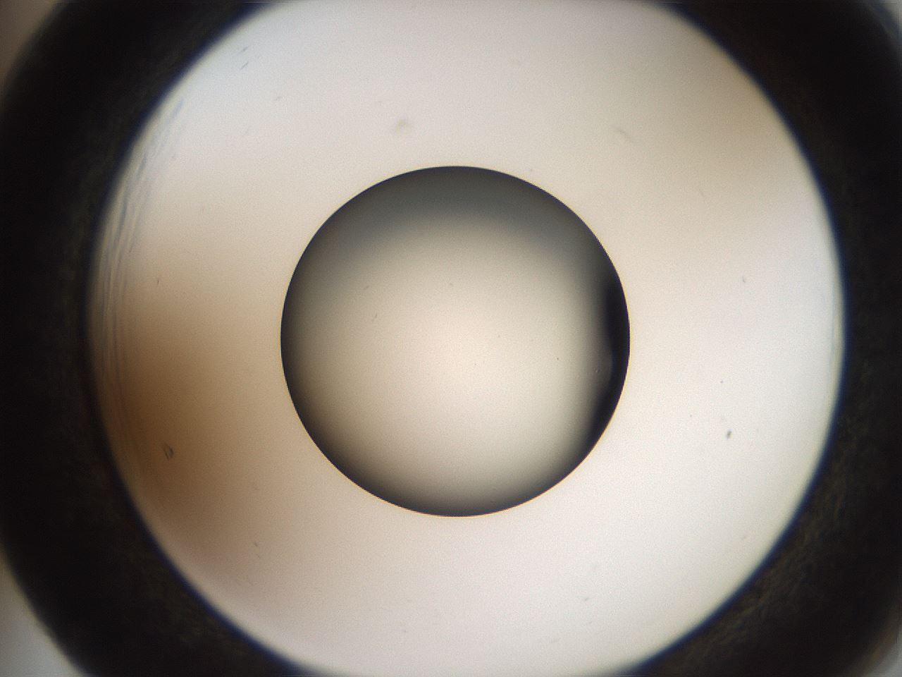 folderID259_plateID2259_batchID10335_wellNum65_profileID1_d2_r157315_ef.jpg