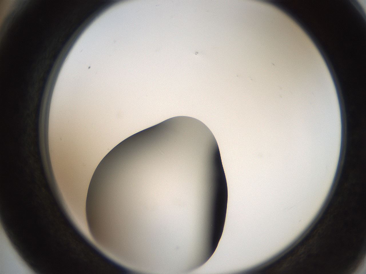 folderID259_plateID2259_batchID10335_wellNum66_profileID1_d2_r157317_ef.jpg