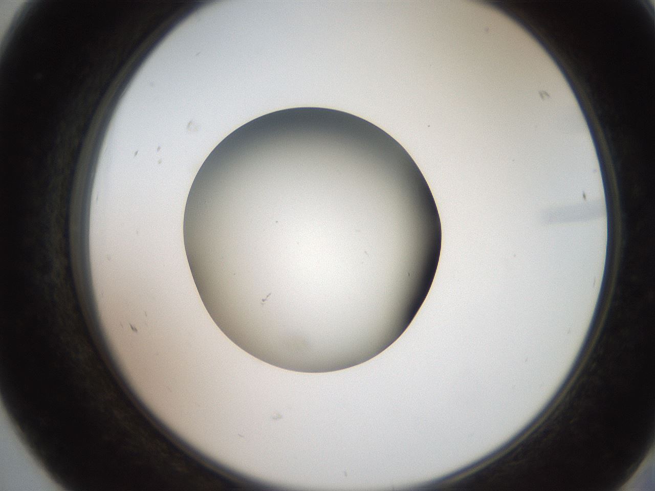 folderID259_plateID2259_batchID10335_wellNum68_profileID1_d2_r157321_ef.jpg