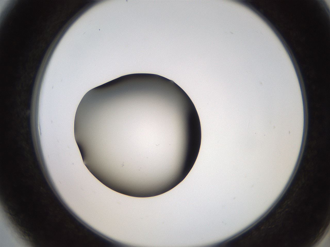 folderID259_plateID2259_batchID10335_wellNum6_profileID1_d2_r157197_ef.jpg