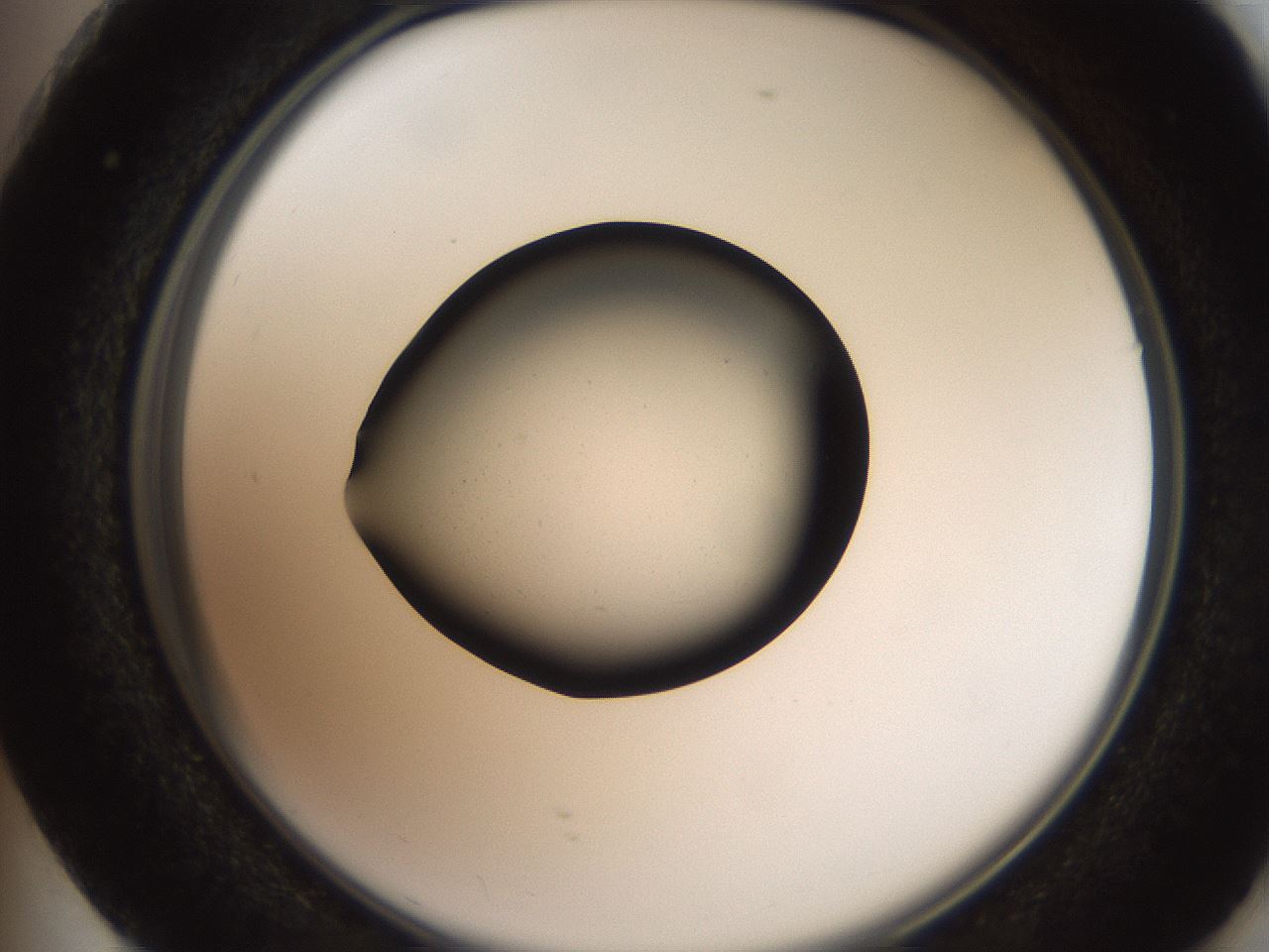 folderID259_plateID2259_batchID10335_wellNum73_profileID1_d2_r157331_ef.jpg