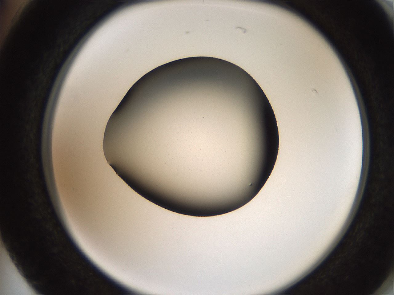 folderID259_plateID2259_batchID10335_wellNum74_profileID1_d2_r157333_ef.jpg
