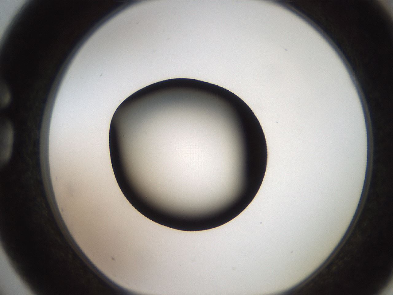 folderID259_plateID2259_batchID10335_wellNum75_profileID1_d1_r157334_ef.jpg