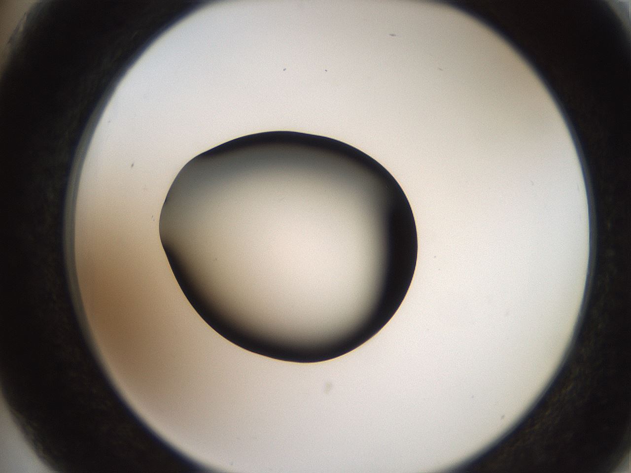 folderID259_plateID2259_batchID10335_wellNum75_profileID1_d2_r157335_ef.jpg