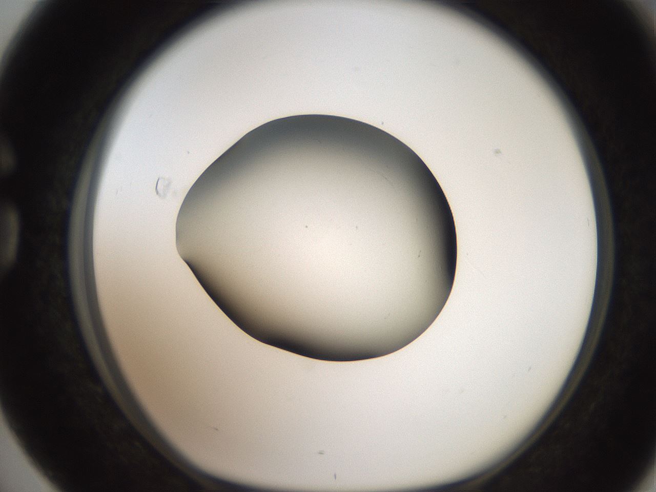 folderID259_plateID2259_batchID10335_wellNum76_profileID1_d1_r157336_ef.jpg