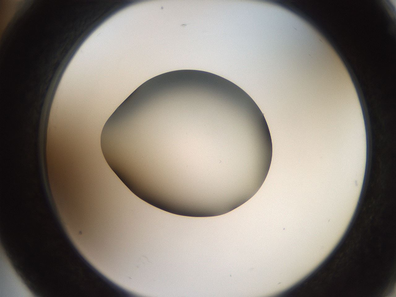 folderID259_plateID2259_batchID10335_wellNum76_profileID1_d2_r157337_ef.jpg