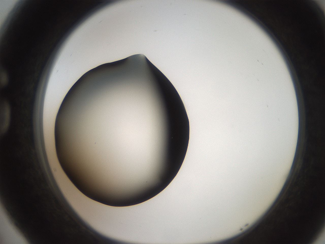 folderID259_plateID2259_batchID10335_wellNum77_profileID1_d1_r157338_ef.jpg