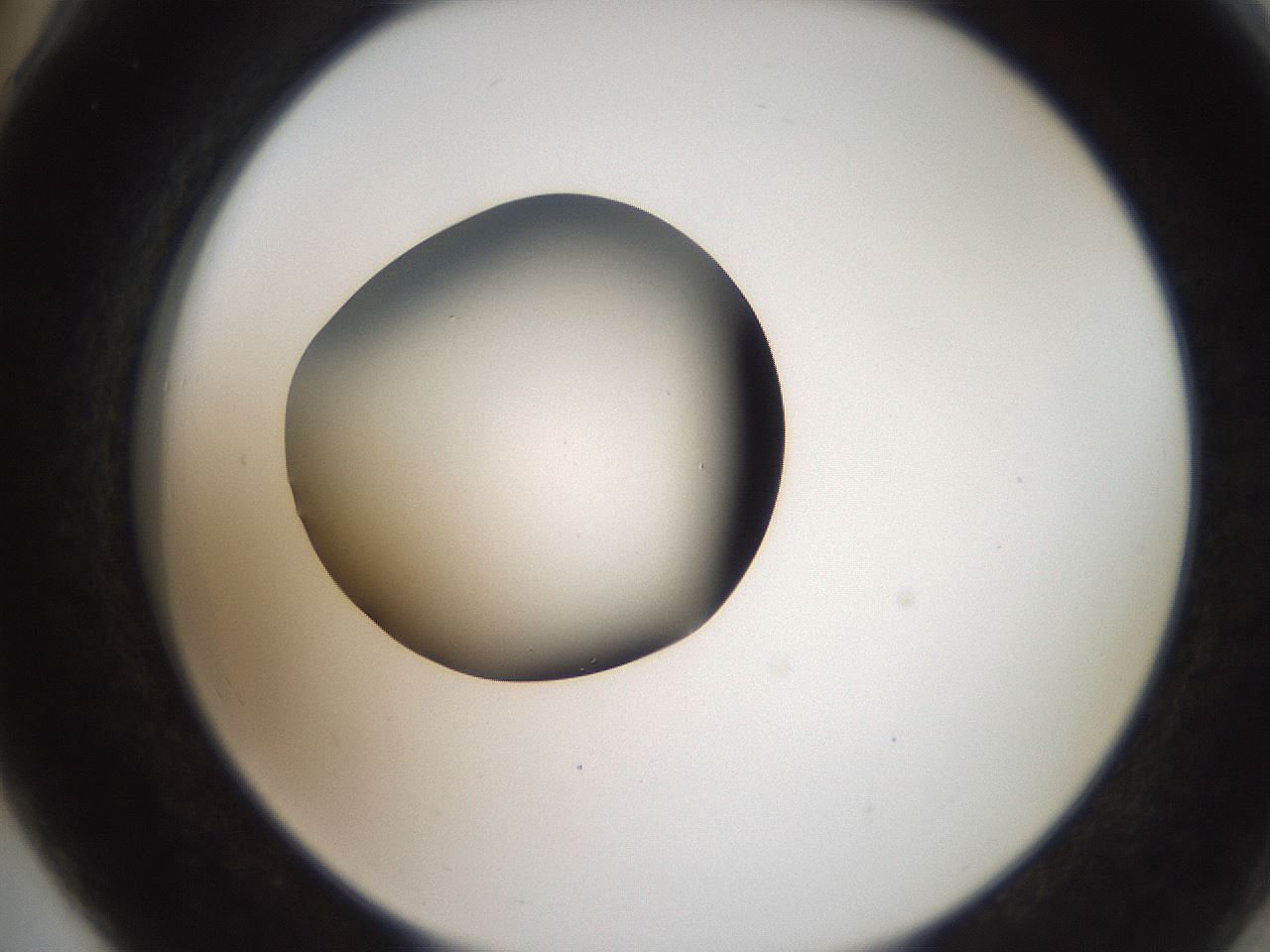 folderID259_plateID2259_batchID10335_wellNum78_profileID1_d2_r157341_ef.jpg