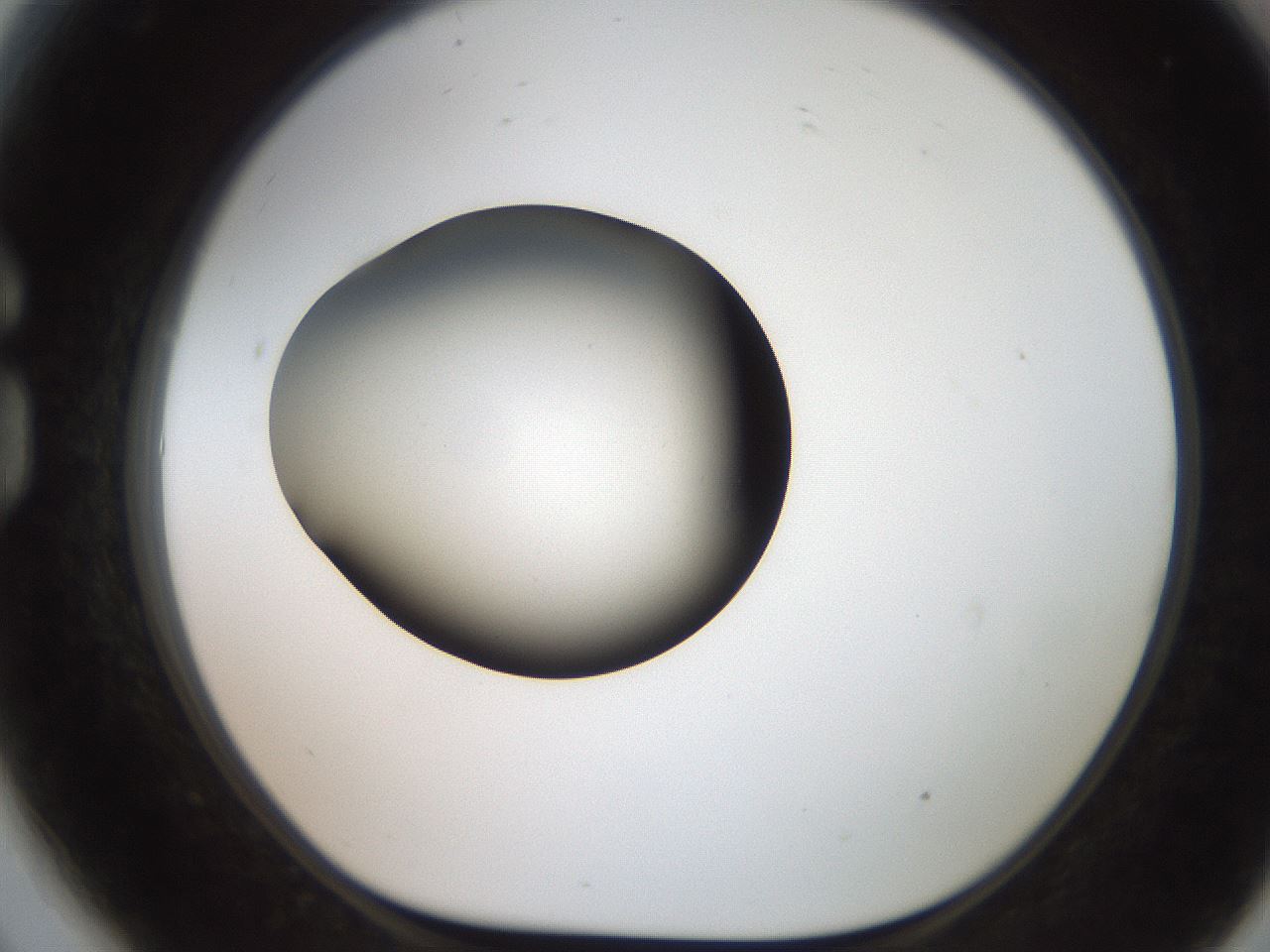 folderID259_plateID2259_batchID10335_wellNum81_profileID1_d1_r157346_ef.jpg