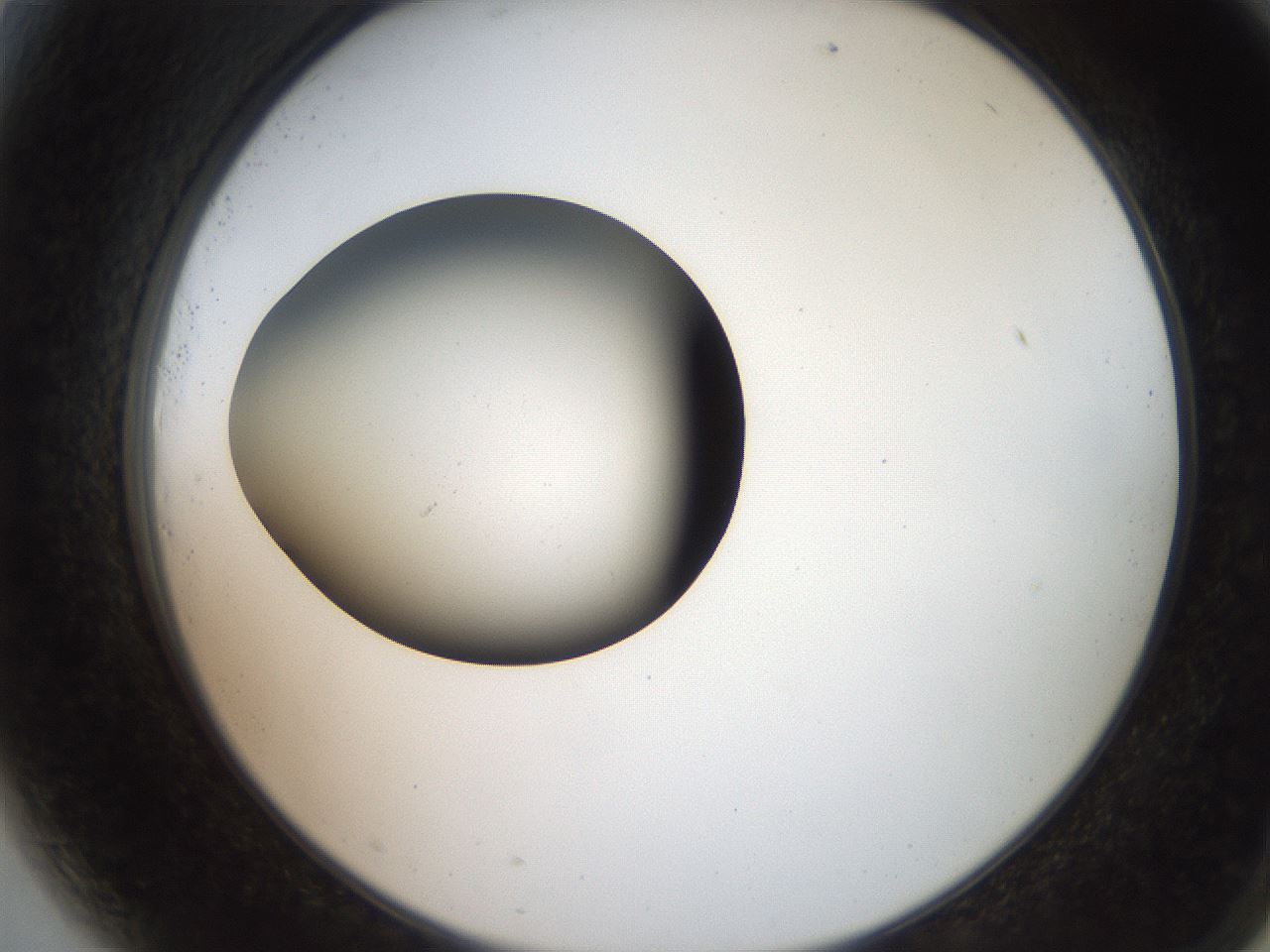 folderID259_plateID2259_batchID10335_wellNum81_profileID1_d2_r157347_ef.jpg