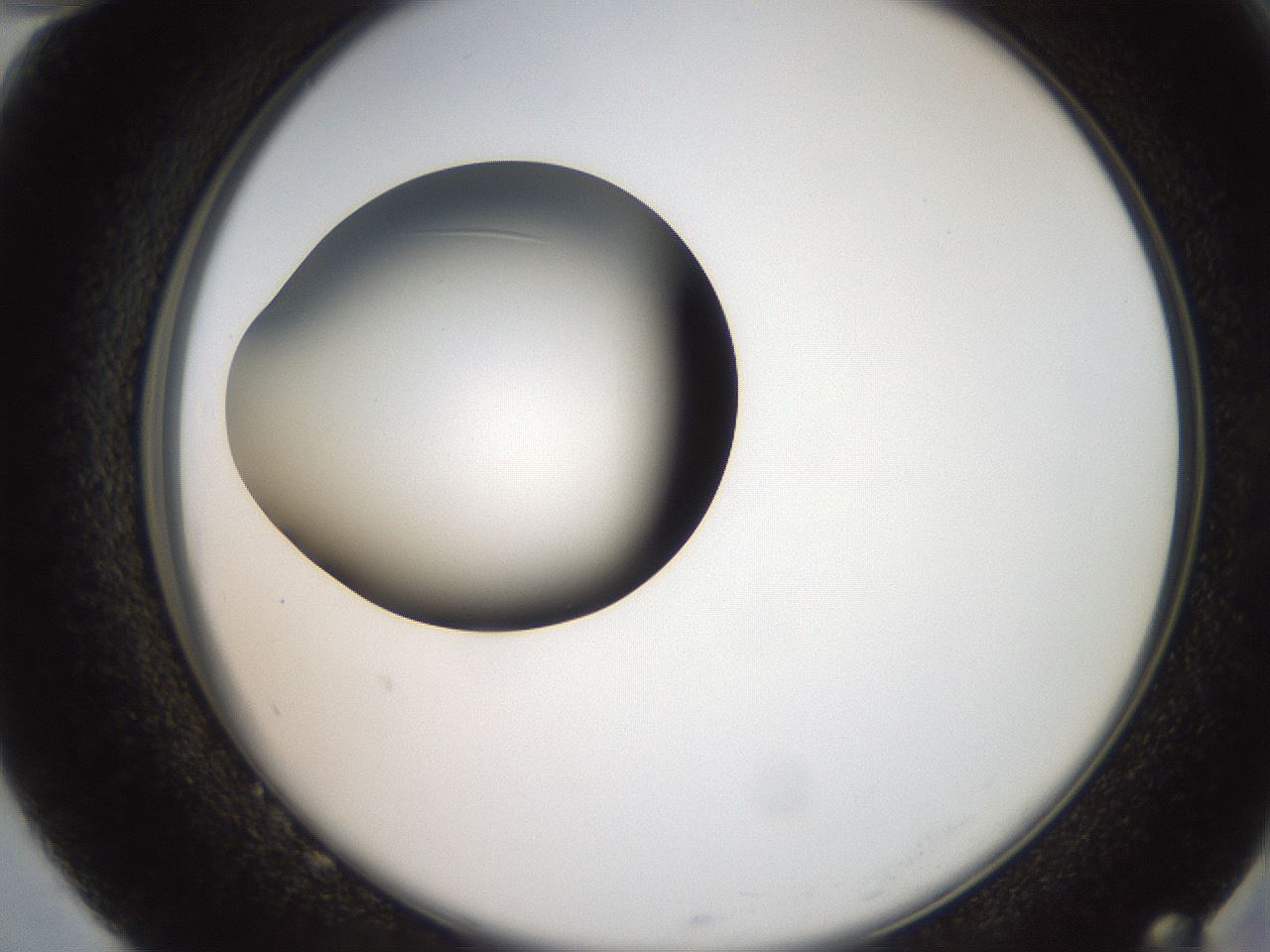 folderID259_plateID2259_batchID10335_wellNum82_profileID1_d2_r157349_ef.jpg
