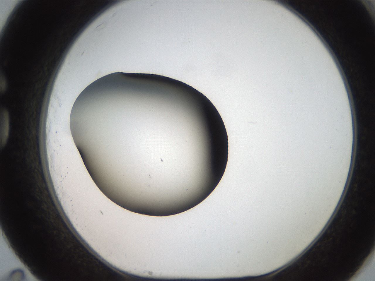 folderID259_plateID2259_batchID10335_wellNum83_profileID1_d1_r157350_ef.jpg