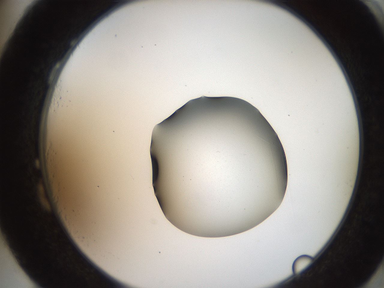 folderID259_plateID2259_batchID10335_wellNum87_profileID1_d2_r157359_ef.jpg