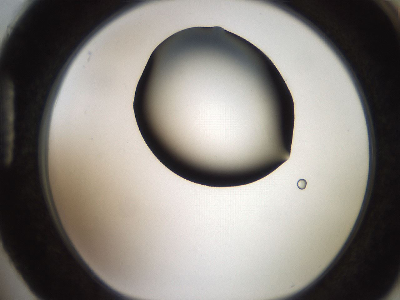 folderID259_plateID2259_batchID10335_wellNum88_profileID1_d1_r157360_ef.jpg