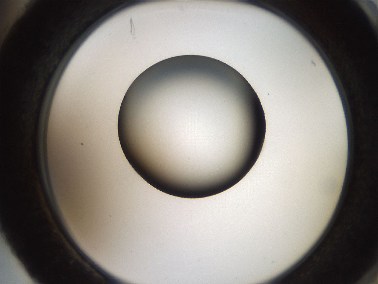 folderID259_plateID2259_batchID10335_wellNum88_profileID1_d2_r157361_ef.jpg