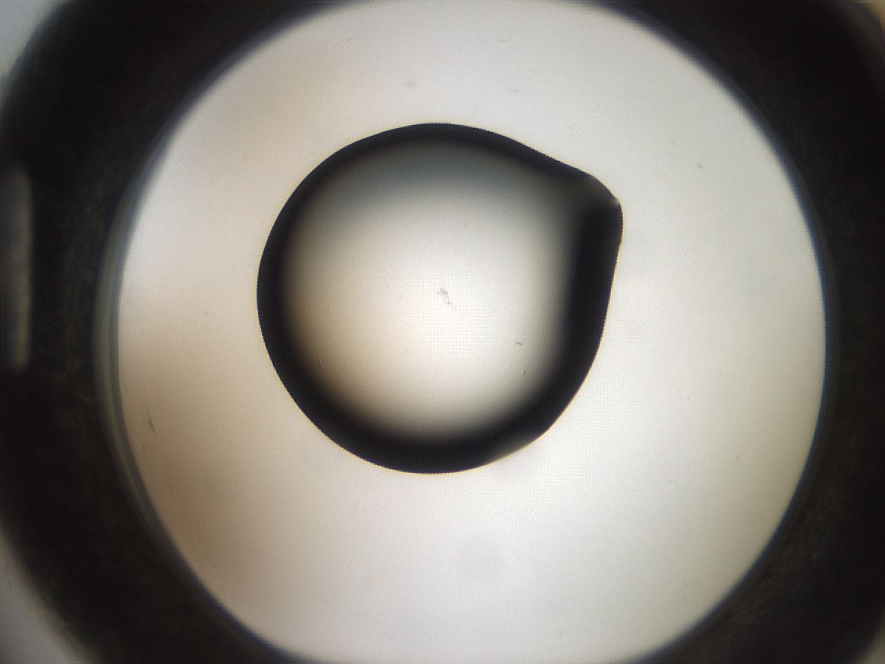 folderID259_plateID2259_batchID10335_wellNum89_profileID1_d1_r157362_ef.jpg