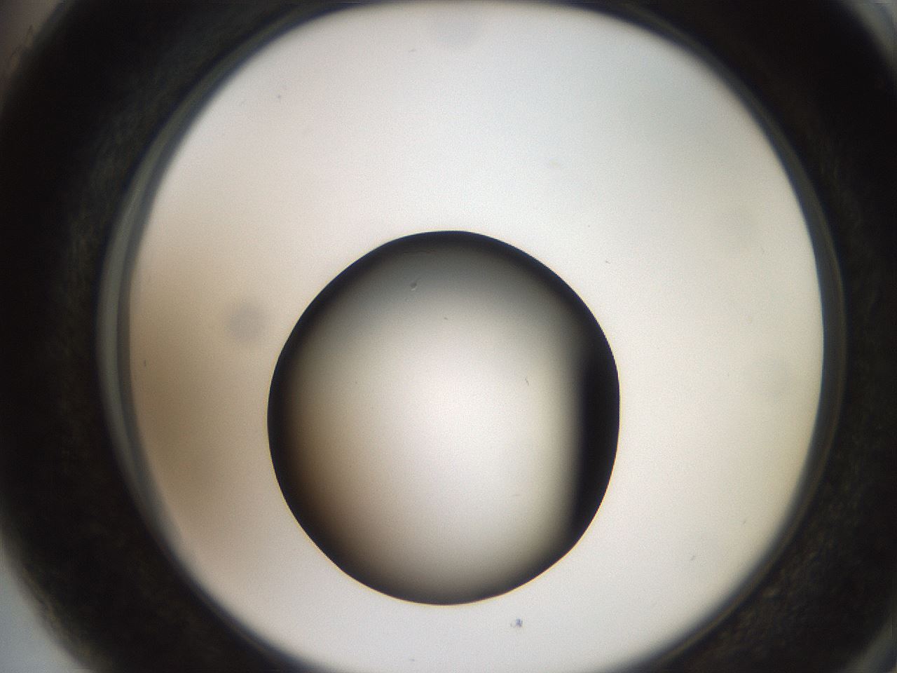 folderID259_plateID2259_batchID10335_wellNum89_profileID1_d2_r157363_ef.jpg