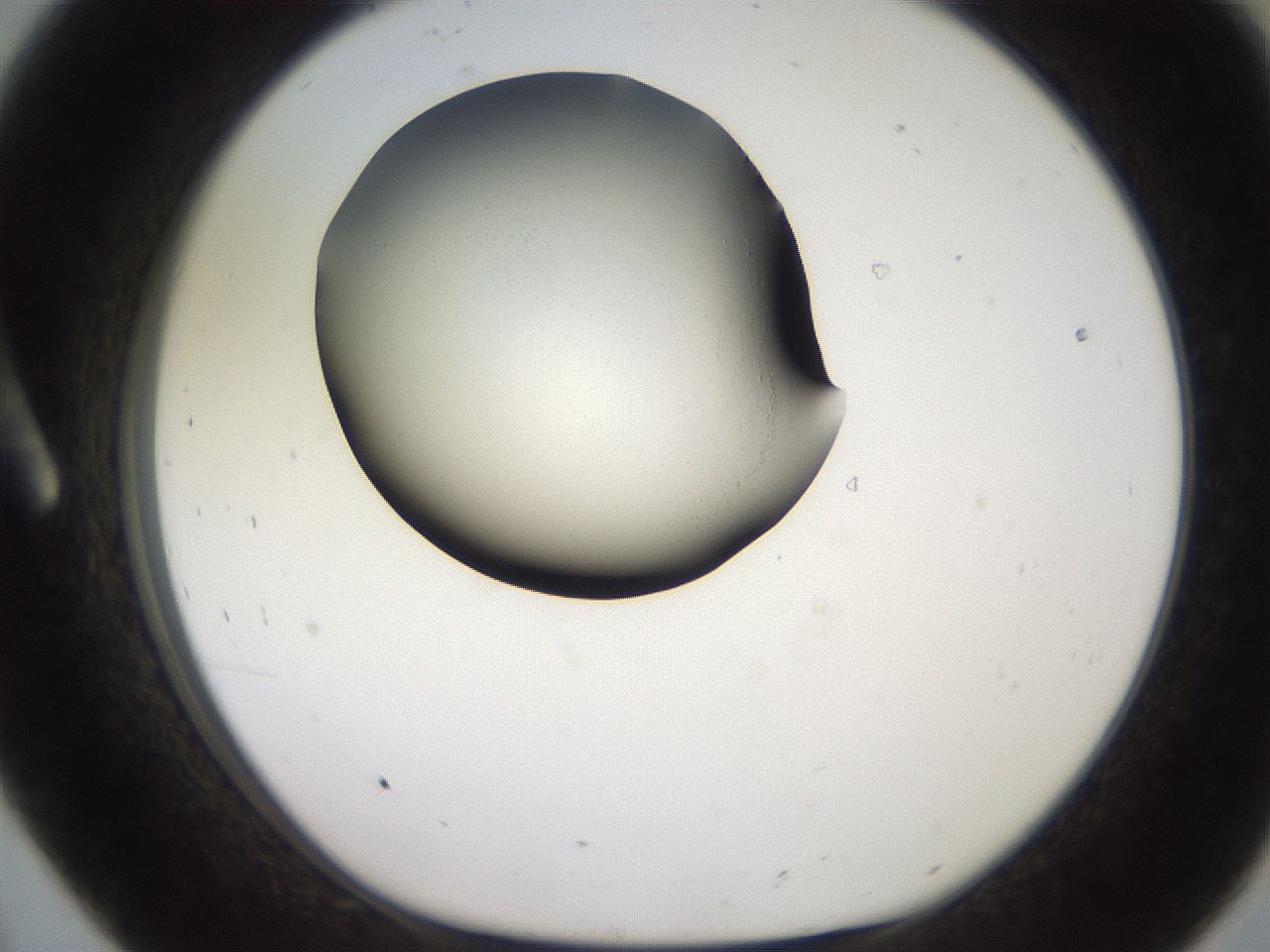 folderID259_plateID2259_batchID10335_wellNum8_profileID1_d1_r157200_ef.jpg