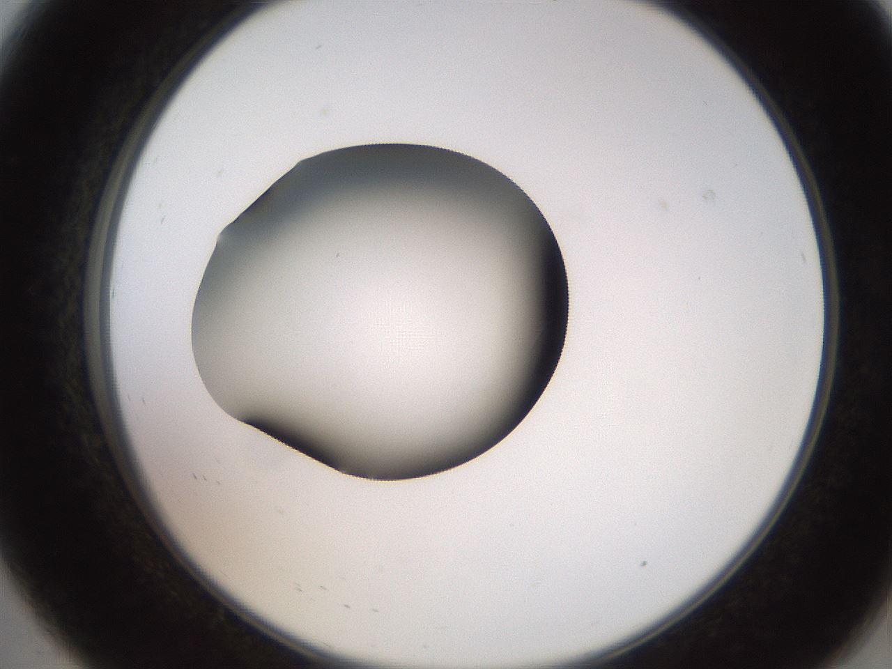 folderID259_plateID2259_batchID10335_wellNum8_profileID1_d2_r157201_ef.jpg