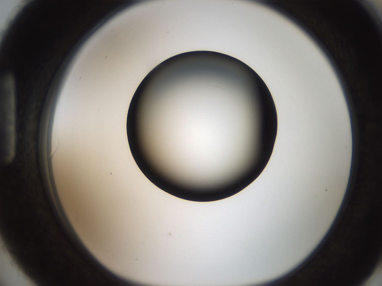 folderID259_plateID2259_batchID10335_wellNum90_profileID1_d1_r157364_ef.jpg